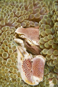 Porcelain Crab by Tony Cherbas 